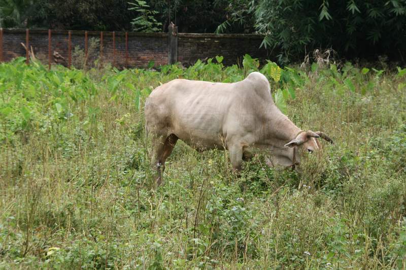 India & Nepal 2011 - 0567